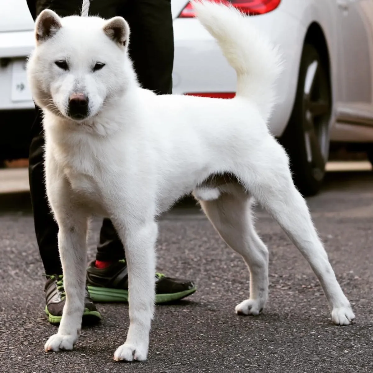 Jindo Satılık – Sadık ve Zeki Irk