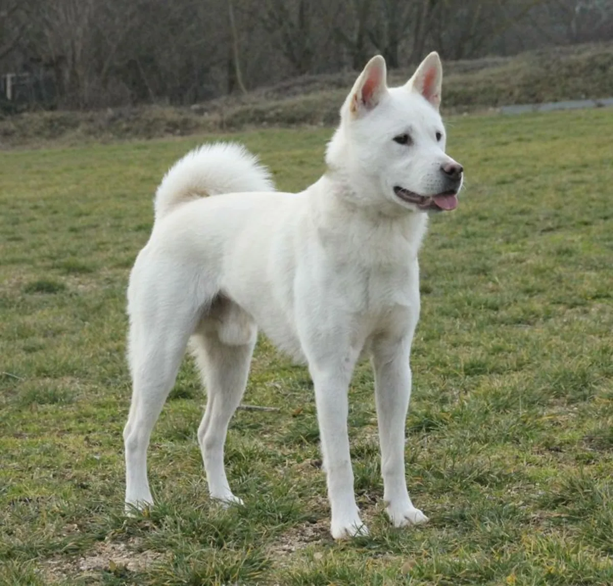 Jindo Satılık – Sadık ve Zeki Irk