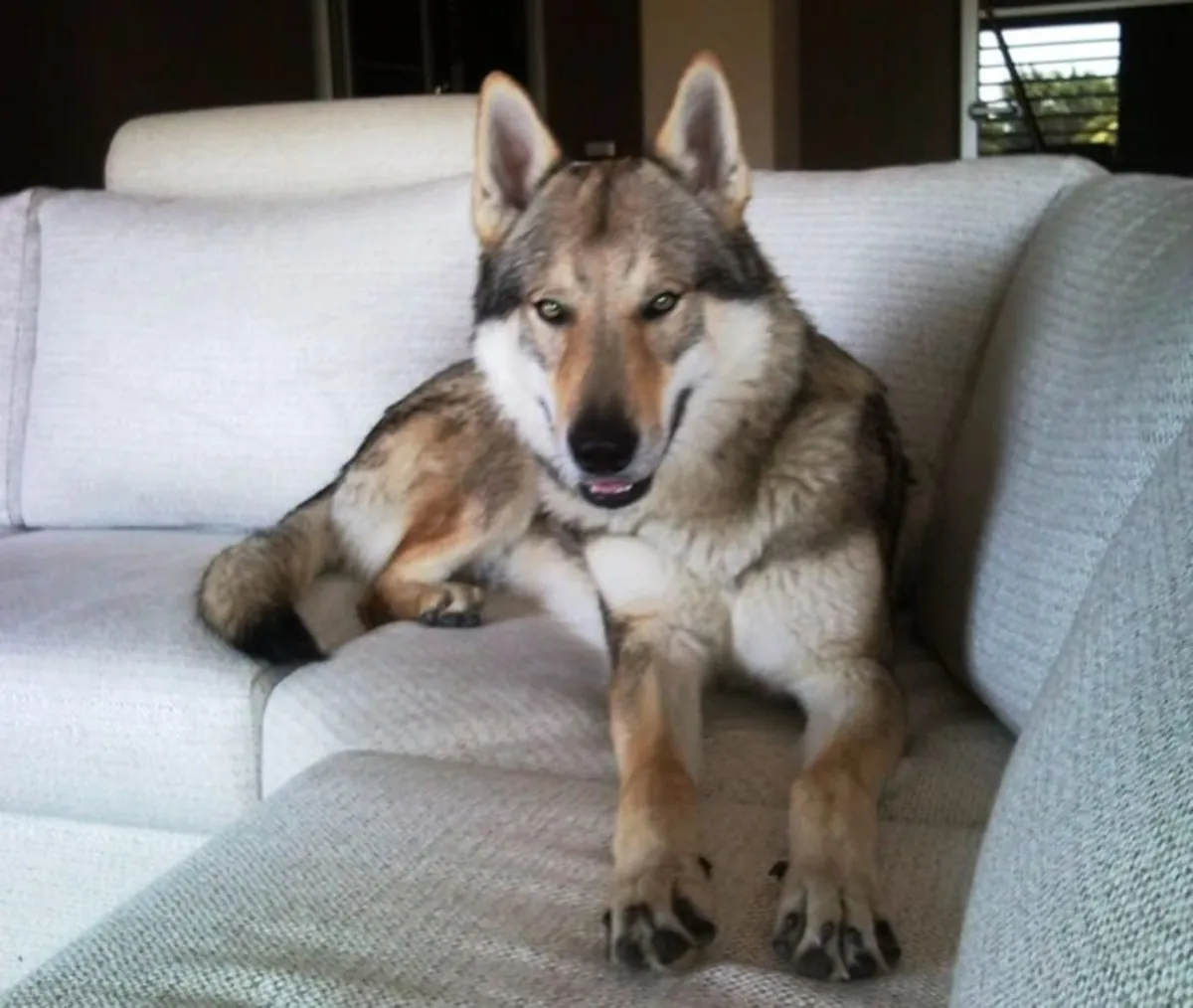 德国牧羊犬繁育——强壮健康