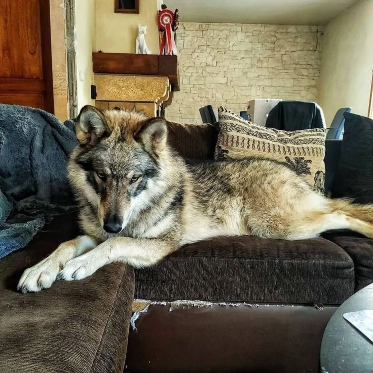 德国牧羊犬繁育——强壮健康