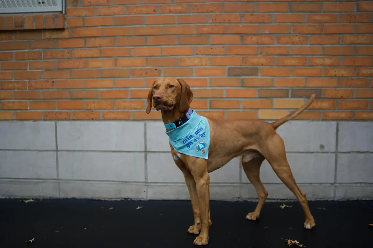 vizsla, needs a more active home