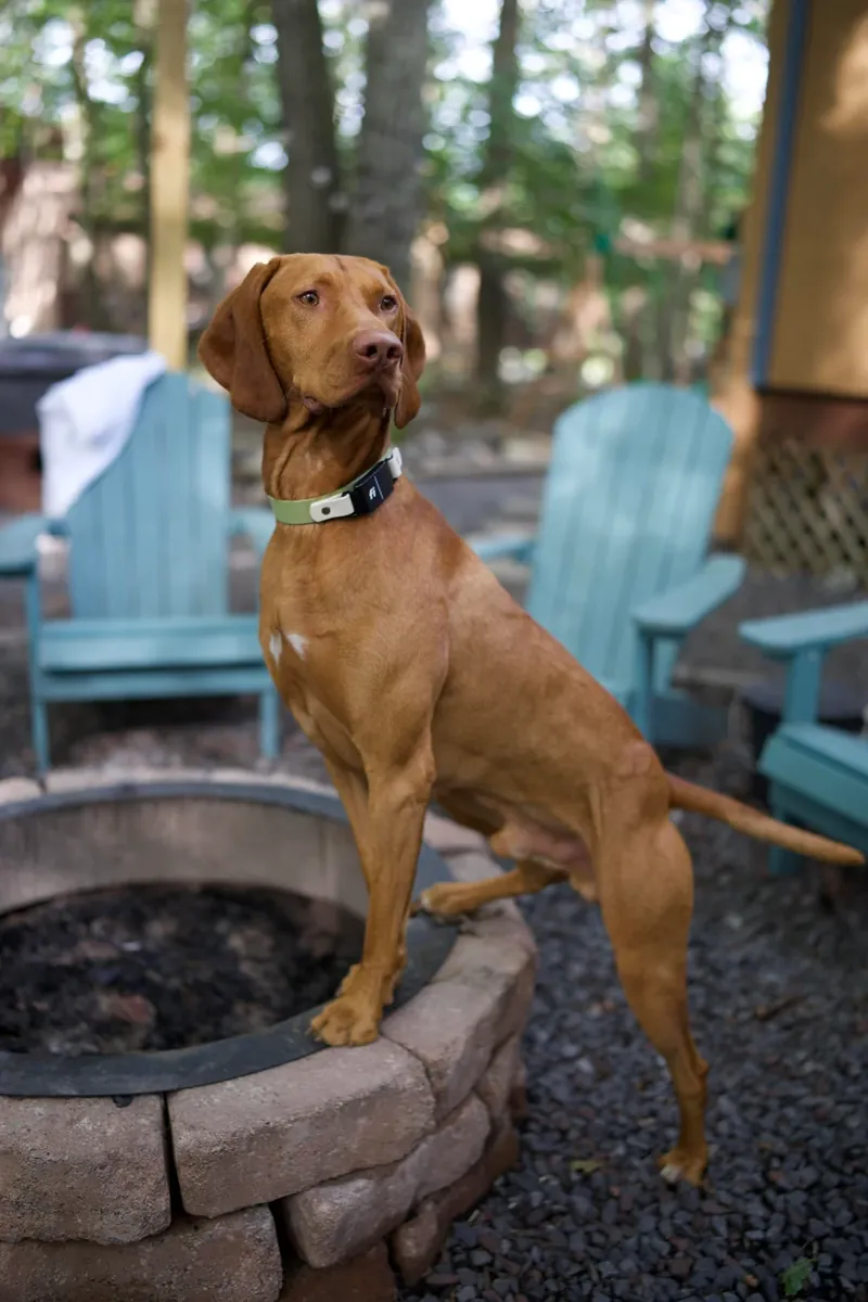vizsla, needs a more active home