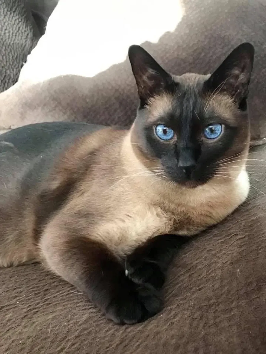 Chat sociable, a besoin de plus d'attention