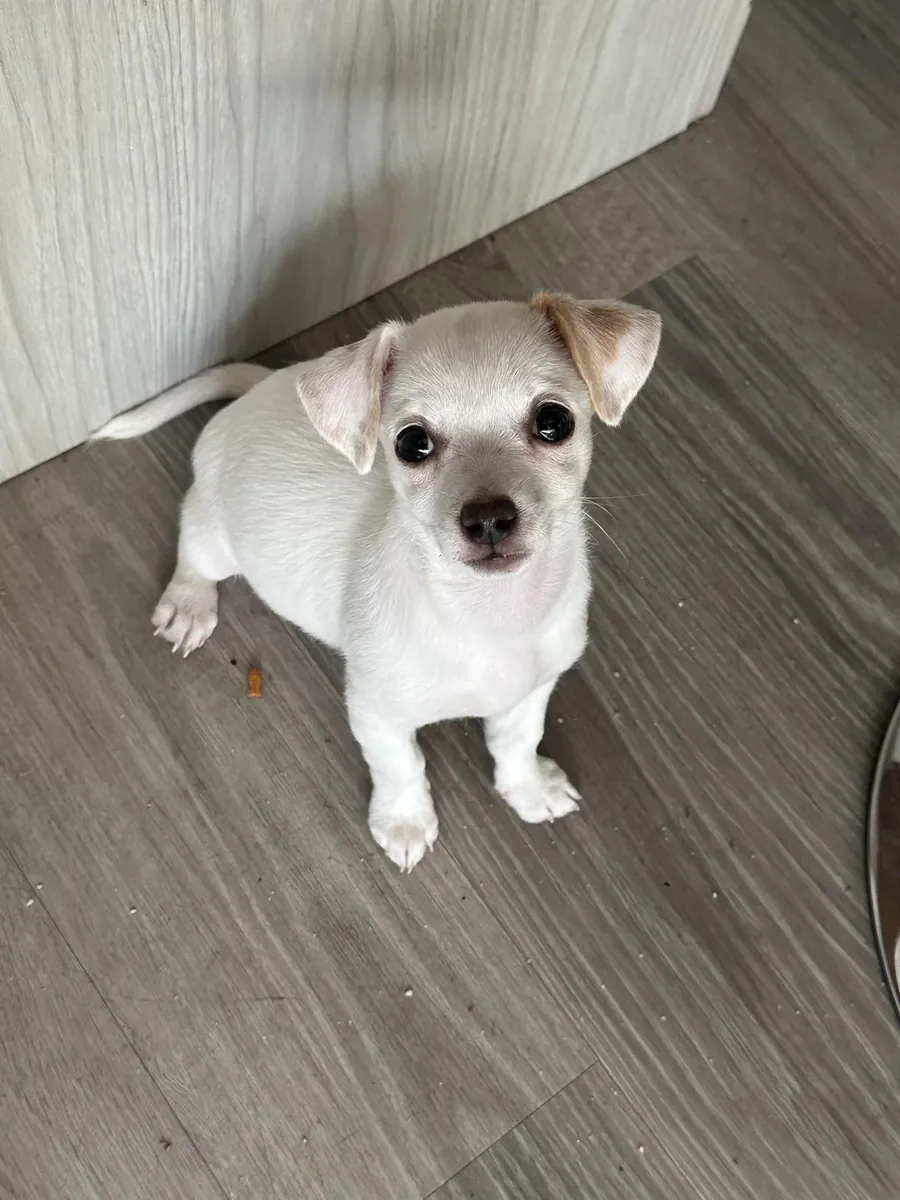 chihuahua, small and easy to manage