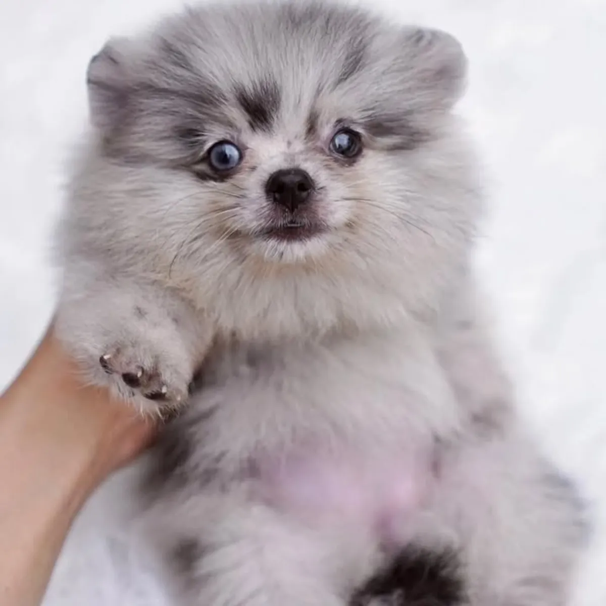 Cachorros de pomerania