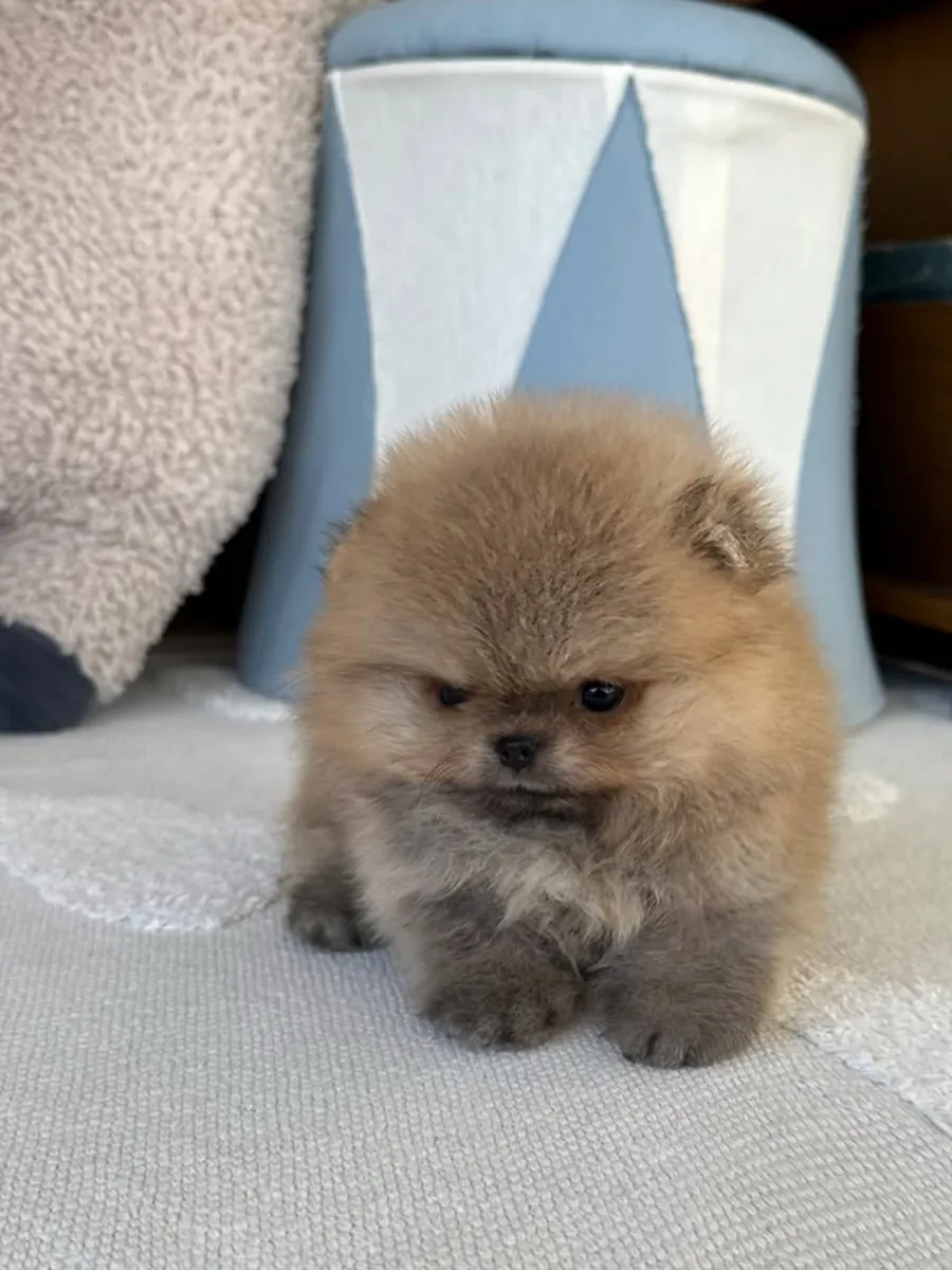 Cachorros de pomerania