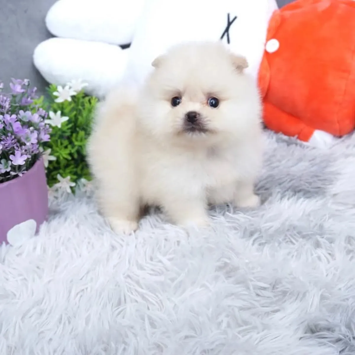 Cachorros de pomerania