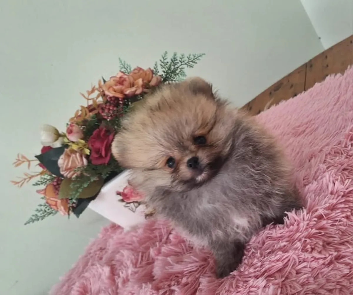 Cachorros de pomerania