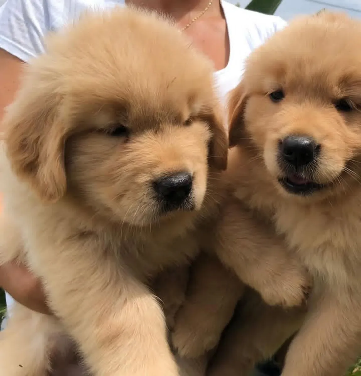 Cachorros de Golden Retriever