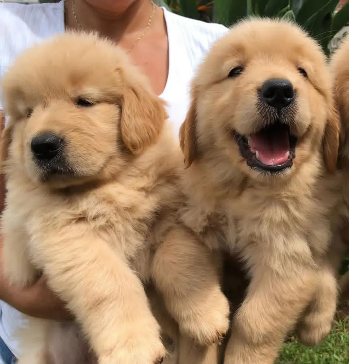 Cachorros de Golden Retriever