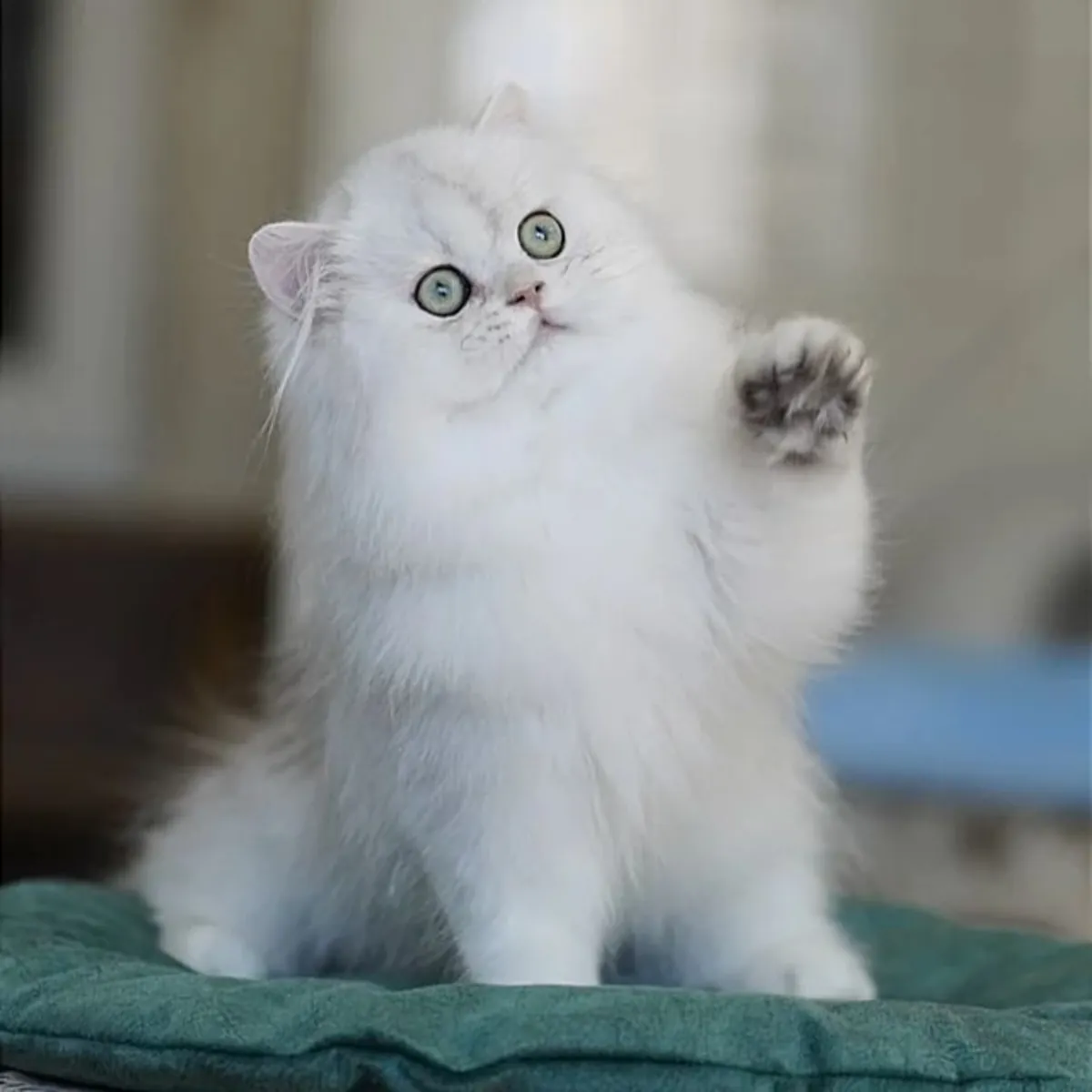 Nuestros gatitos British Shorthair son una de esas criaturas.