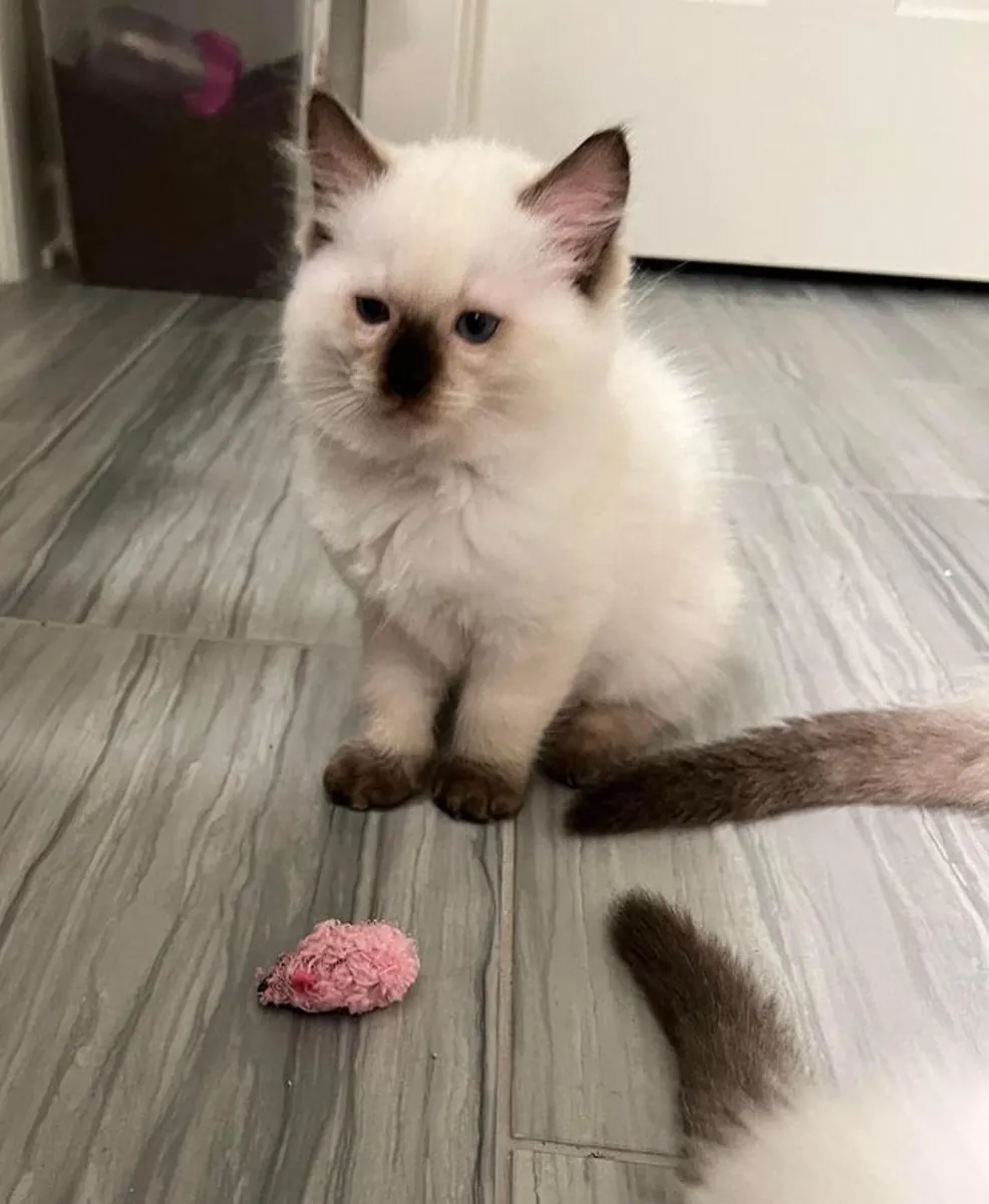 Nuestra hermosa gata dio a luz a seis gatitos el 2 de julio. Nuestros adorables gatitos de raza pura