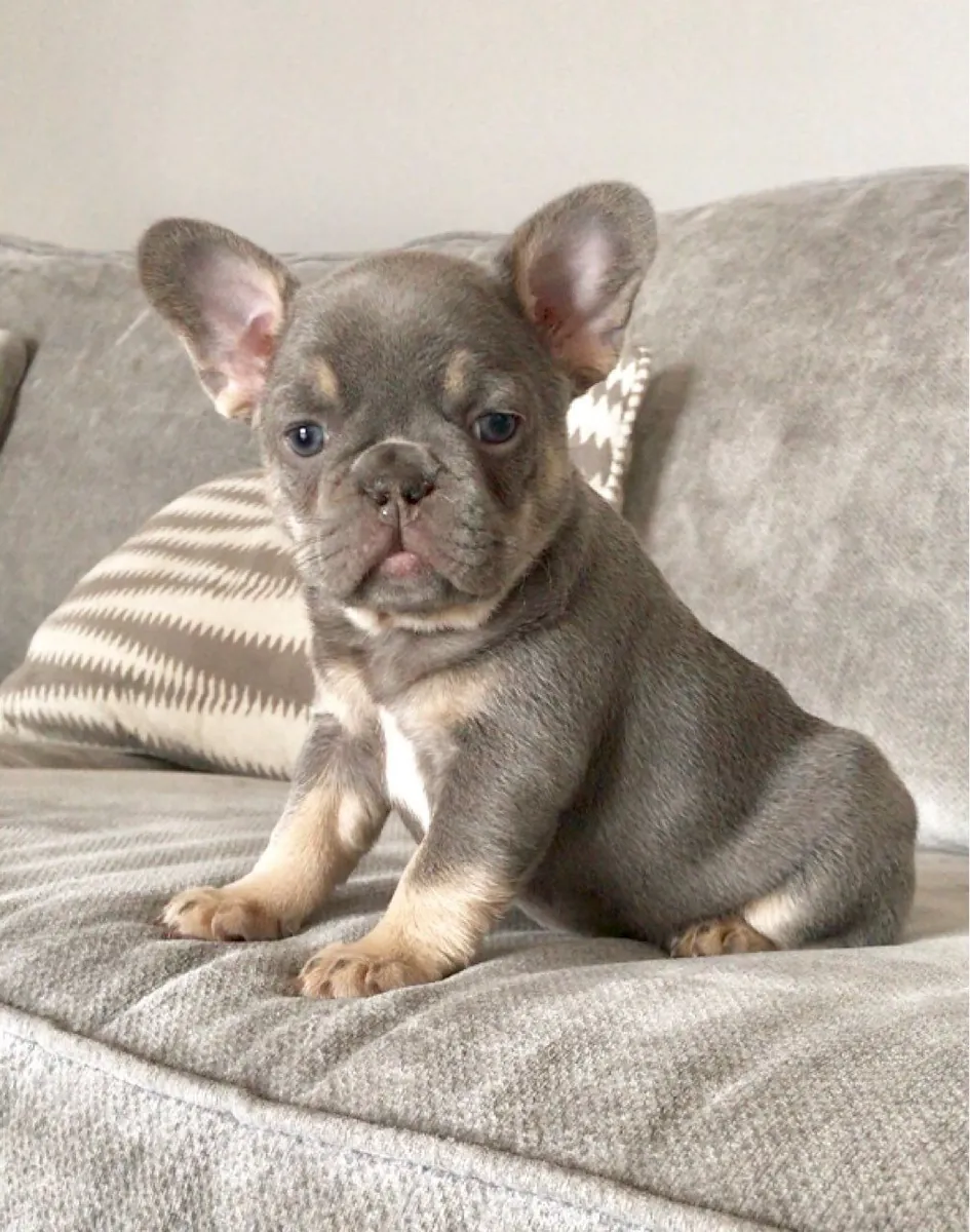Cachorros de bulldog francés bien cuidados