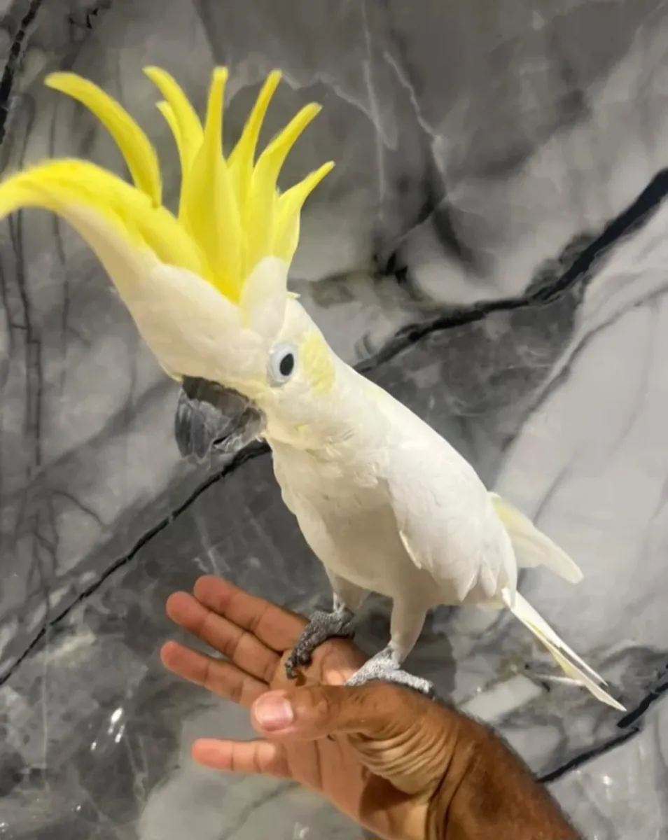 Yeniden Sahiplendirme için Dişi ve Erkek Kakadu Papağanları