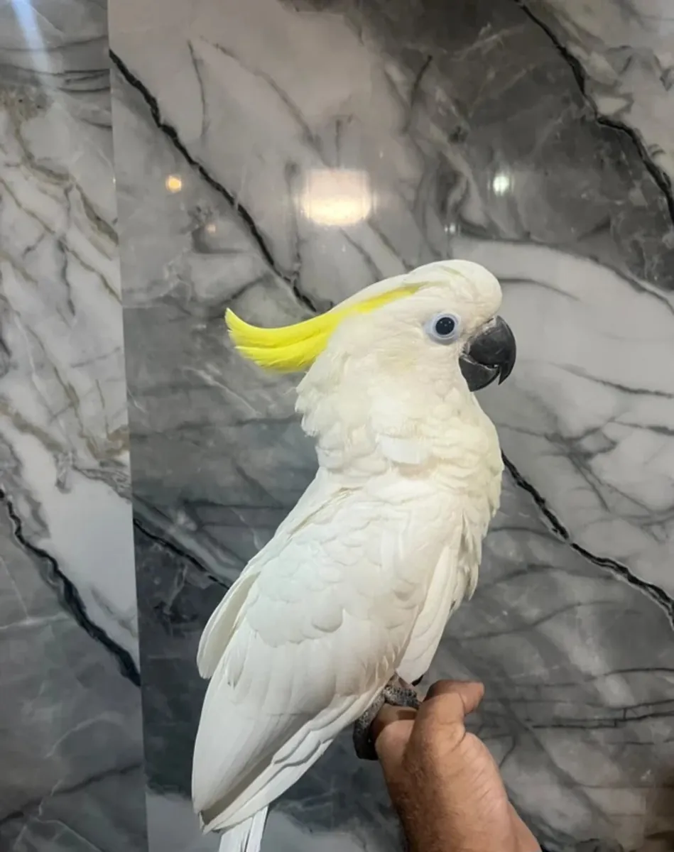 Yeniden Sahiplendirme için Dişi ve Erkek Kakadu Papağanları