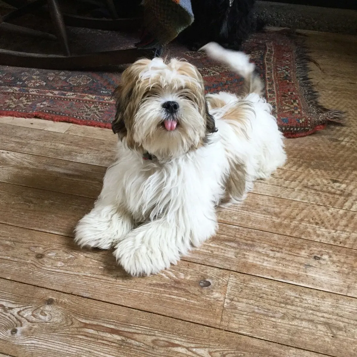 拉萨犬领养——性格温顺乖巧