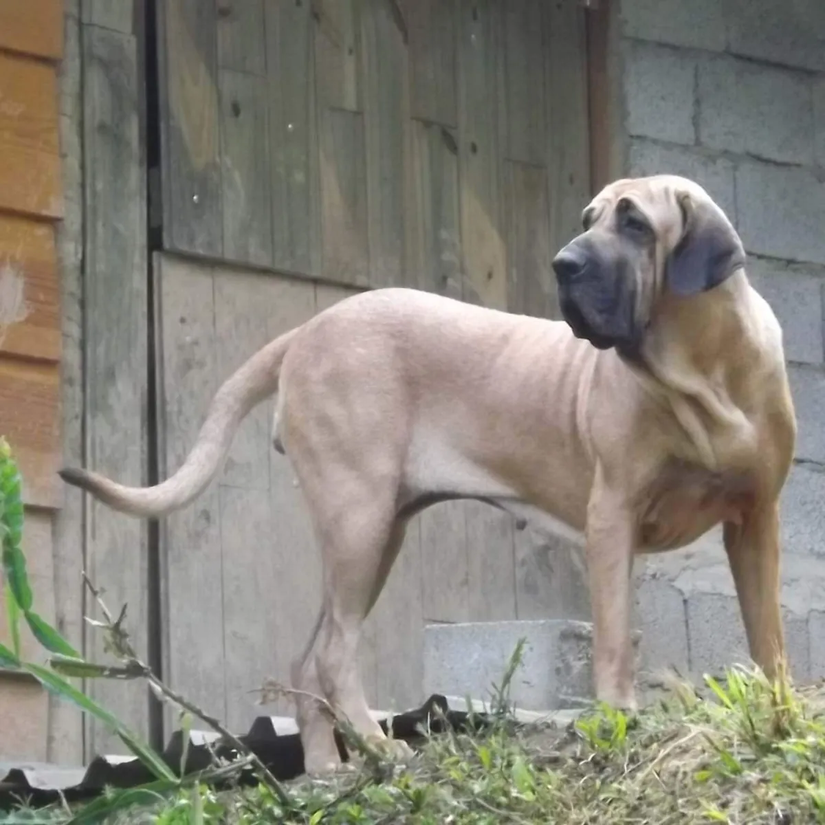 Fila Brasileiro à vendre – Solide et protecteur