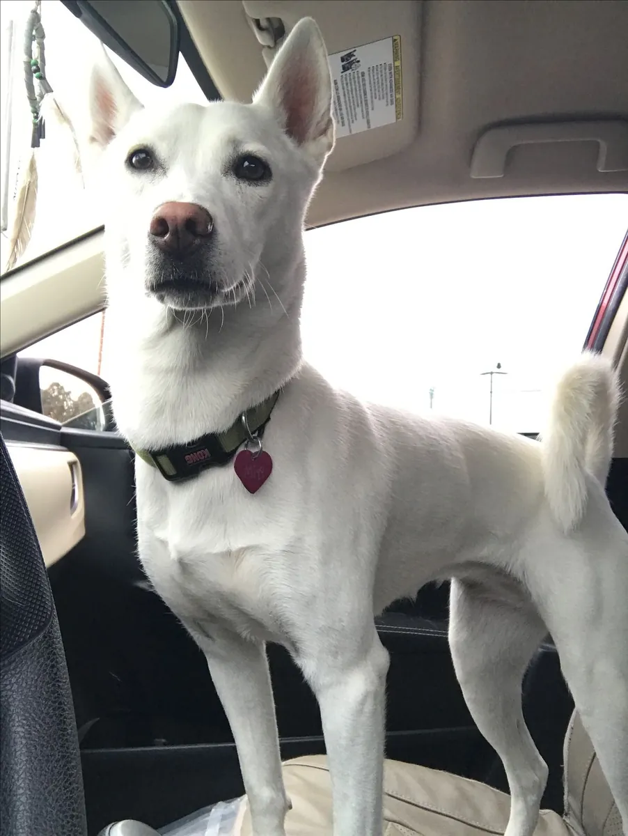 Kishu en venta: raza japonesa rara y resistente