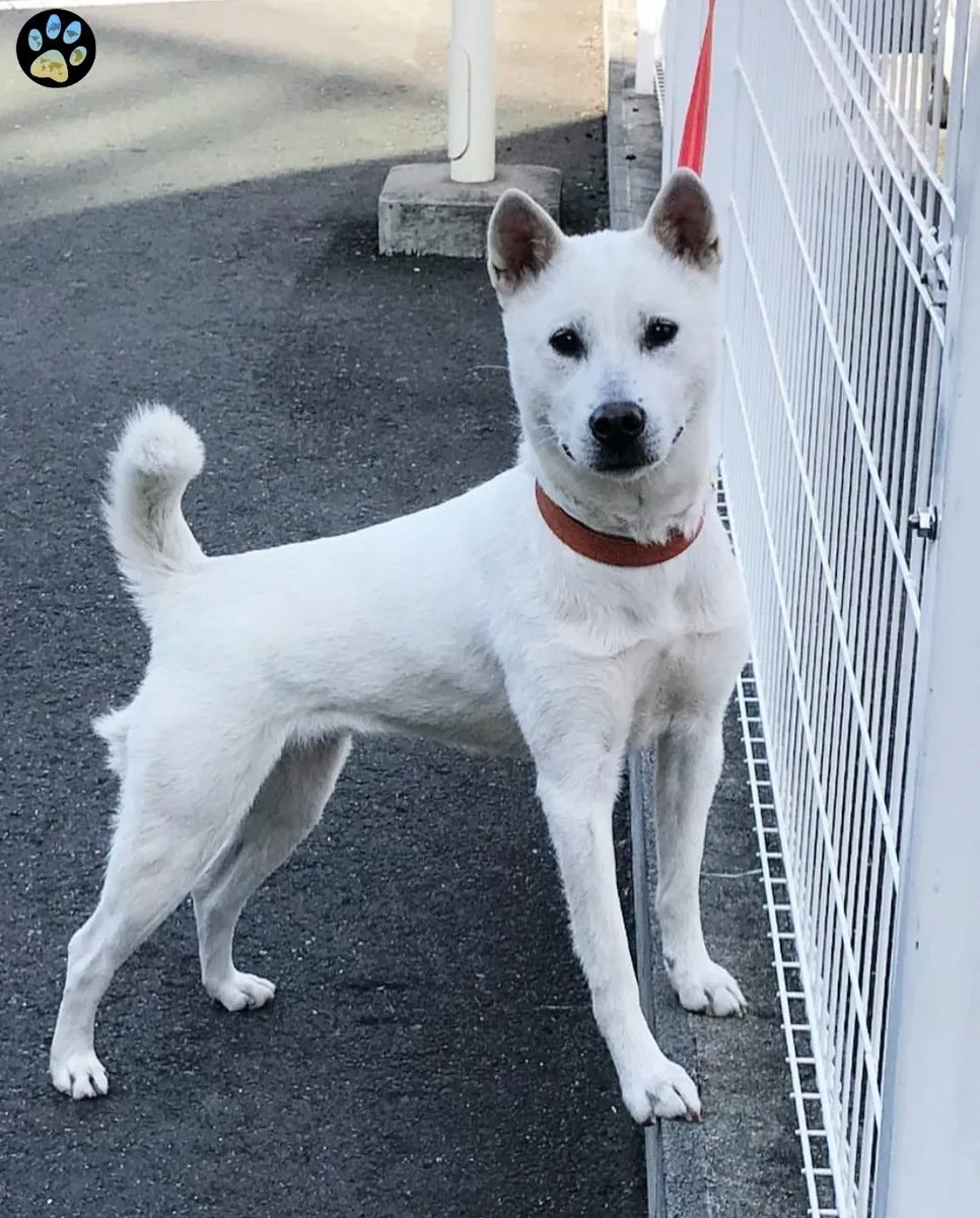 Kishu en venta: raza japonesa rara y resistente