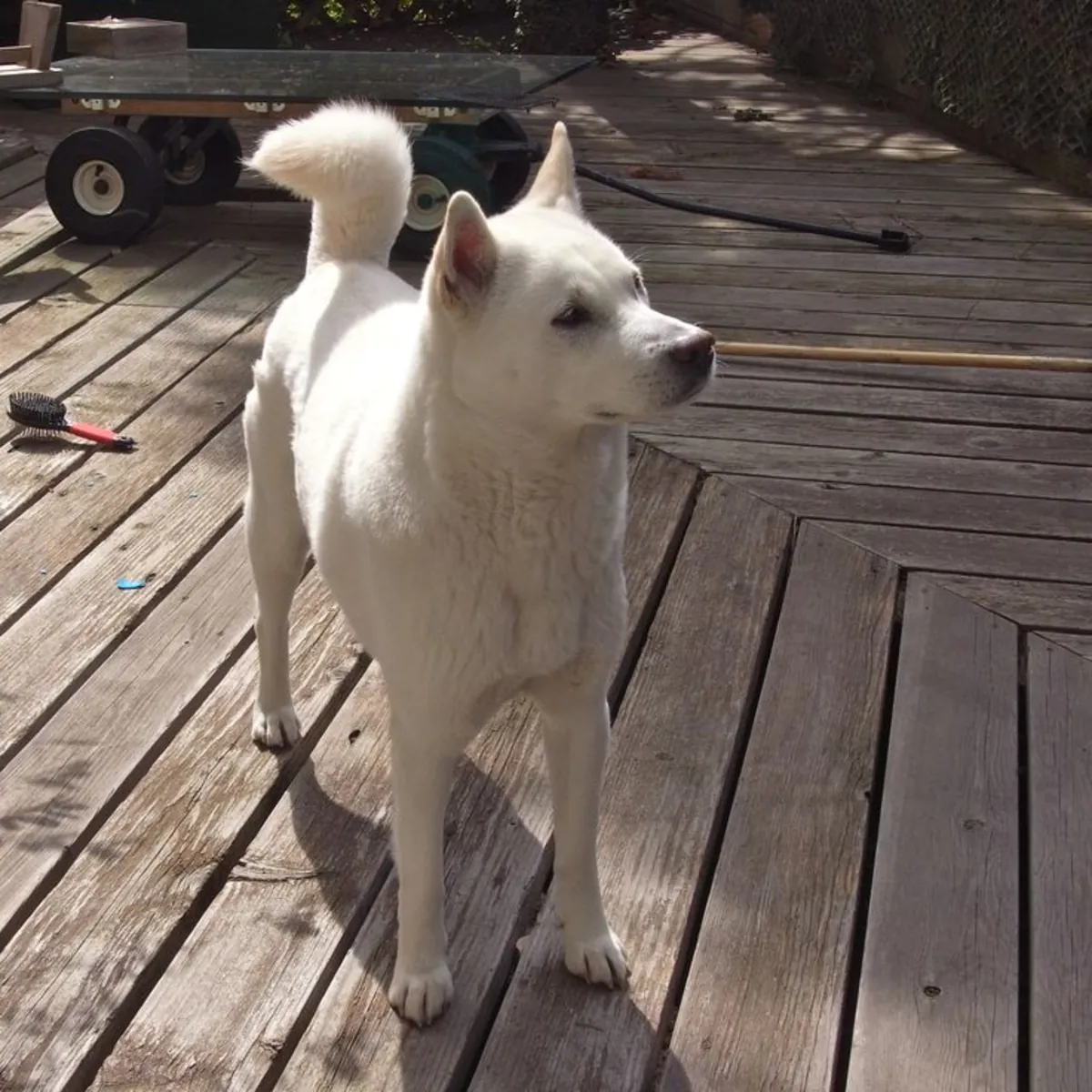 Kishu en venta: raza japonesa rara y resistente