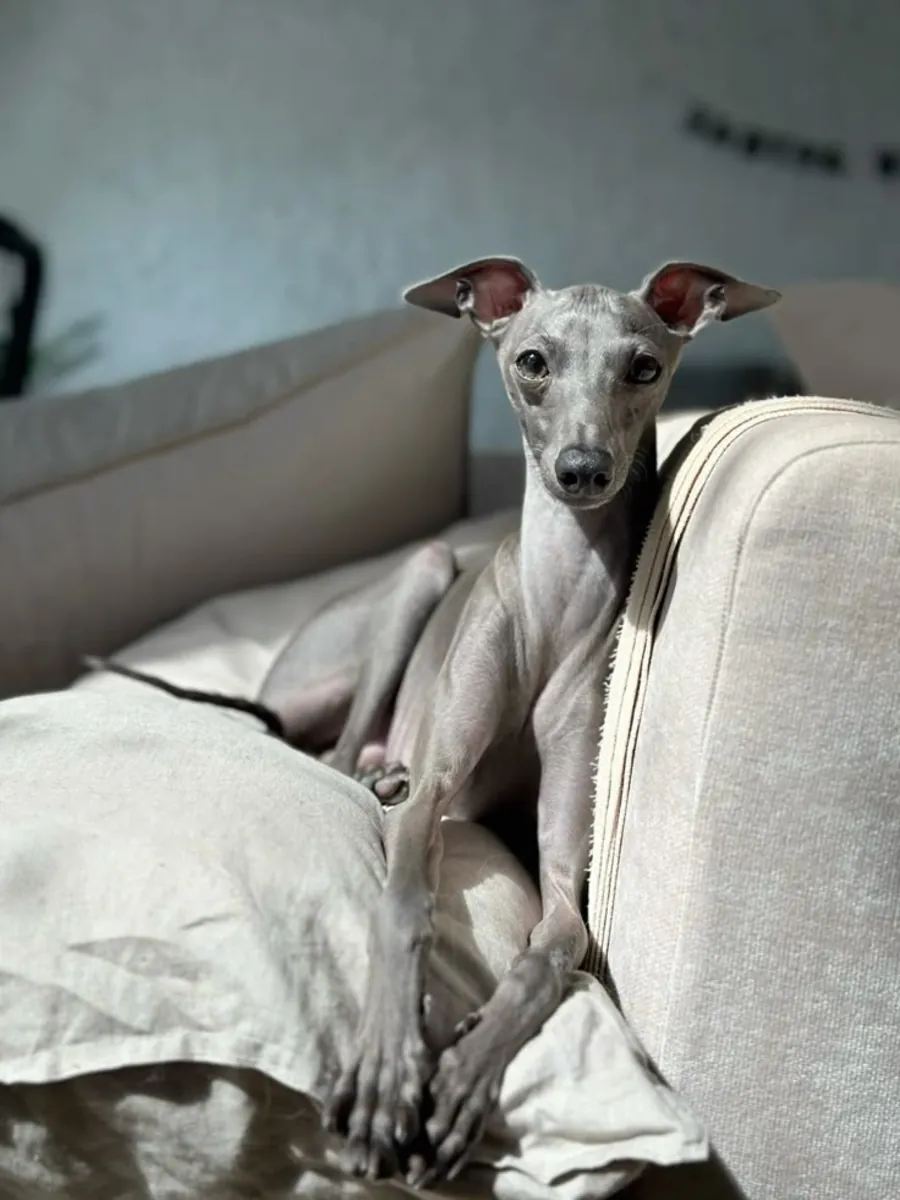 走失的意大利灵缇犬——急需帮助