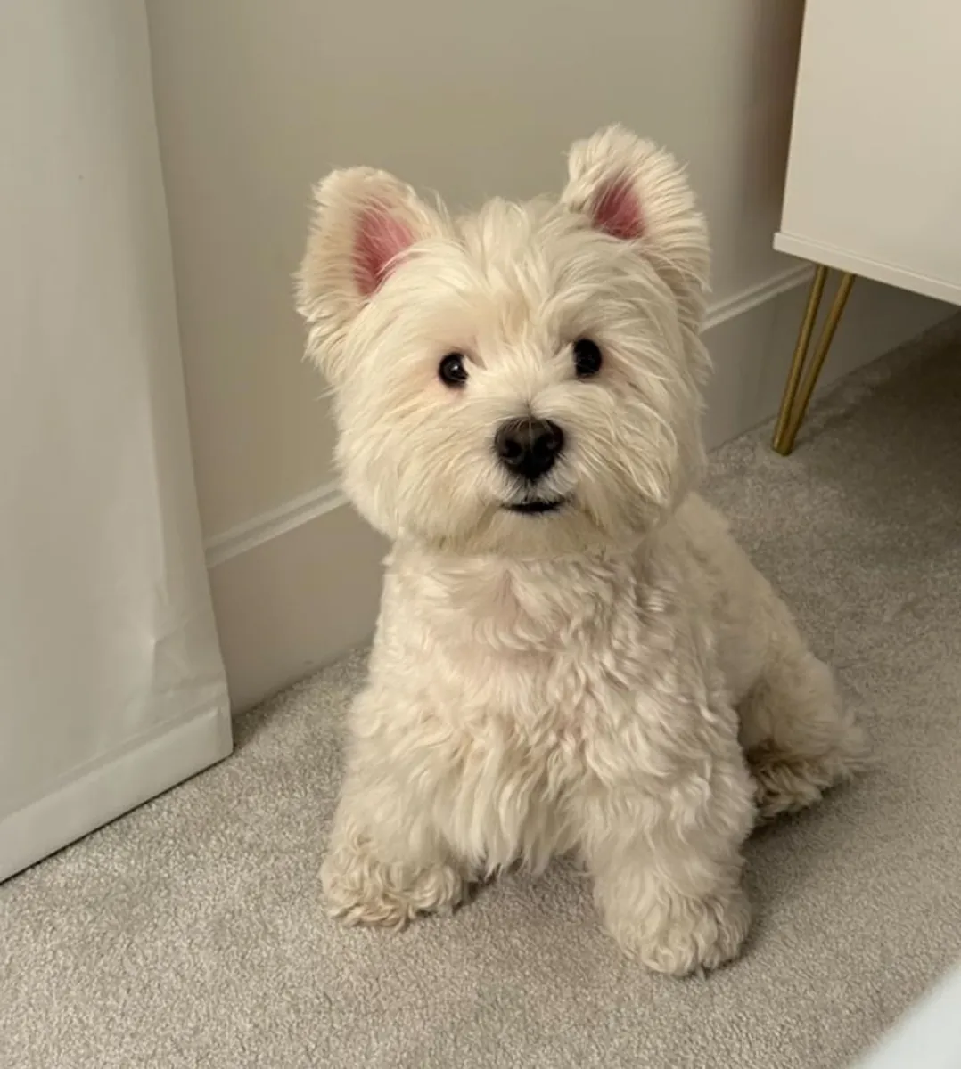 West Highland White Terrier Breeding