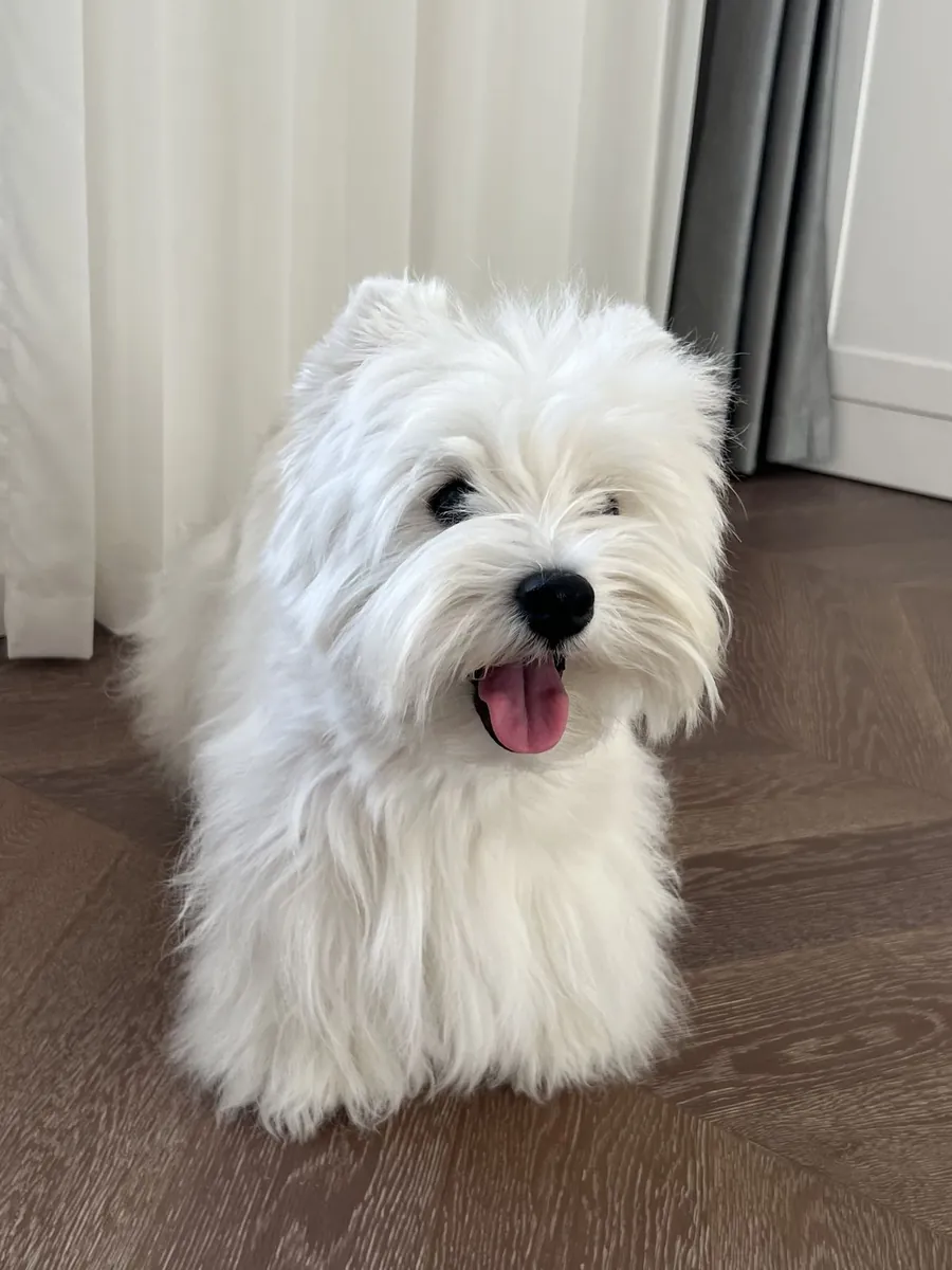 West Highland White Terrier Çiftleştirme