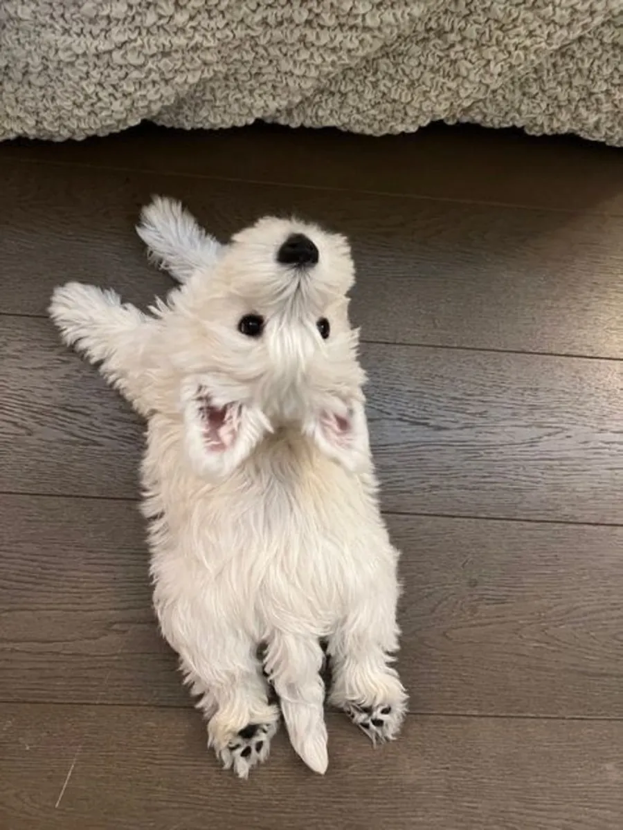 West Highland White Terrier Çiftleştirme