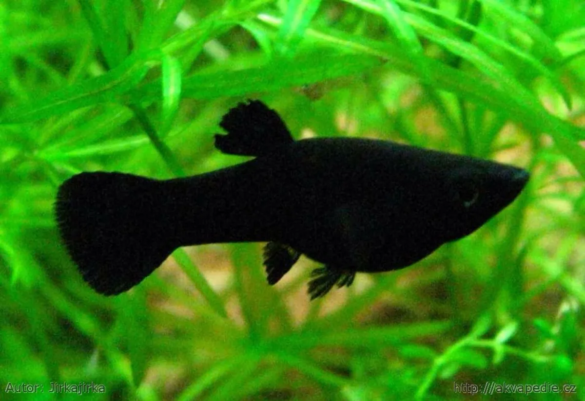 Poisson Molly en bonne santé