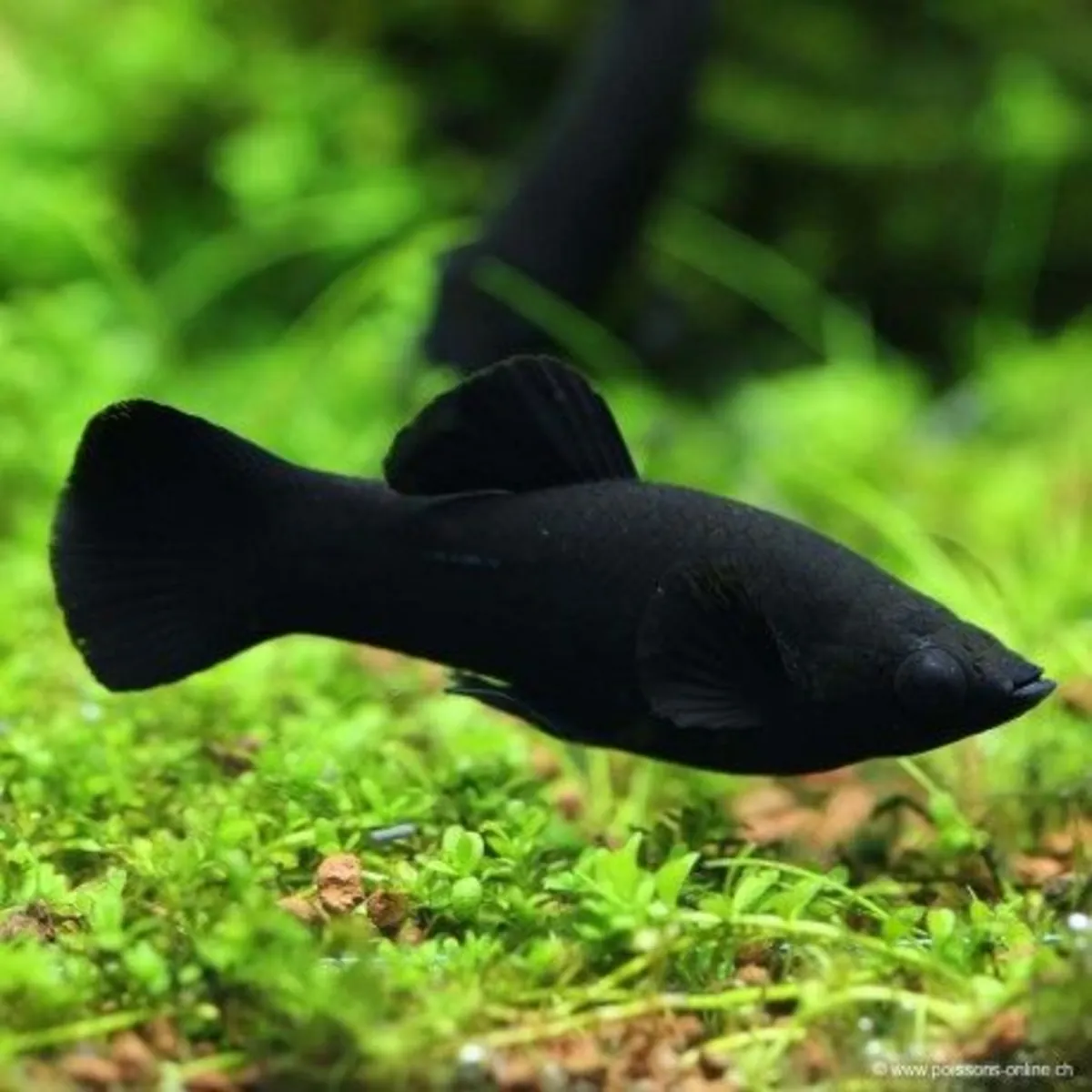 Poisson Molly en bonne santé