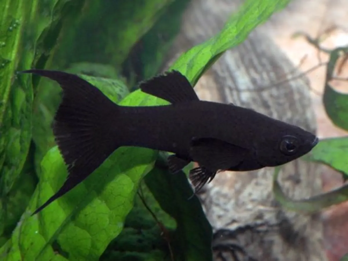 Poisson Molly couleur vive