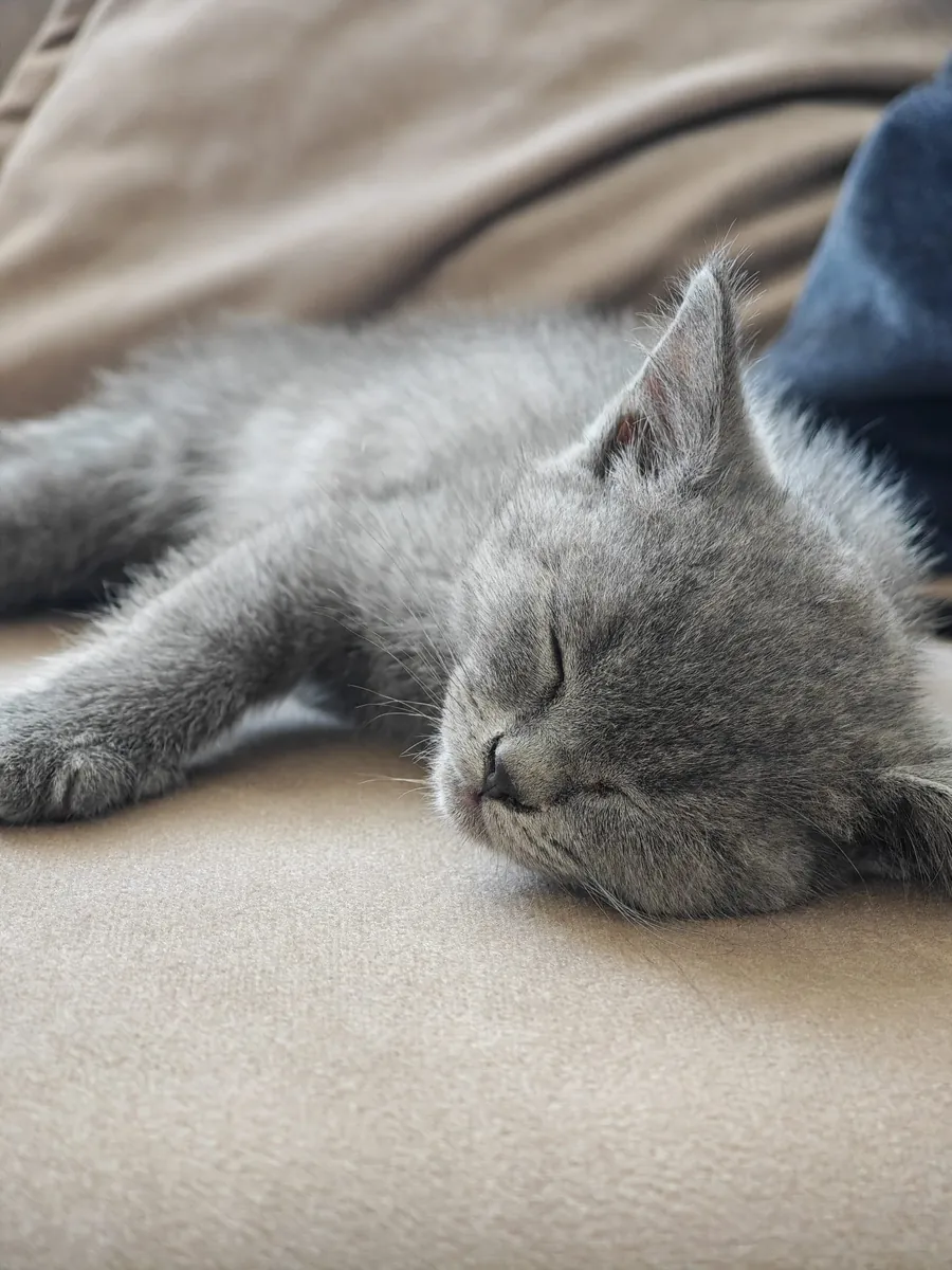 Cute British Shorthair Kitten