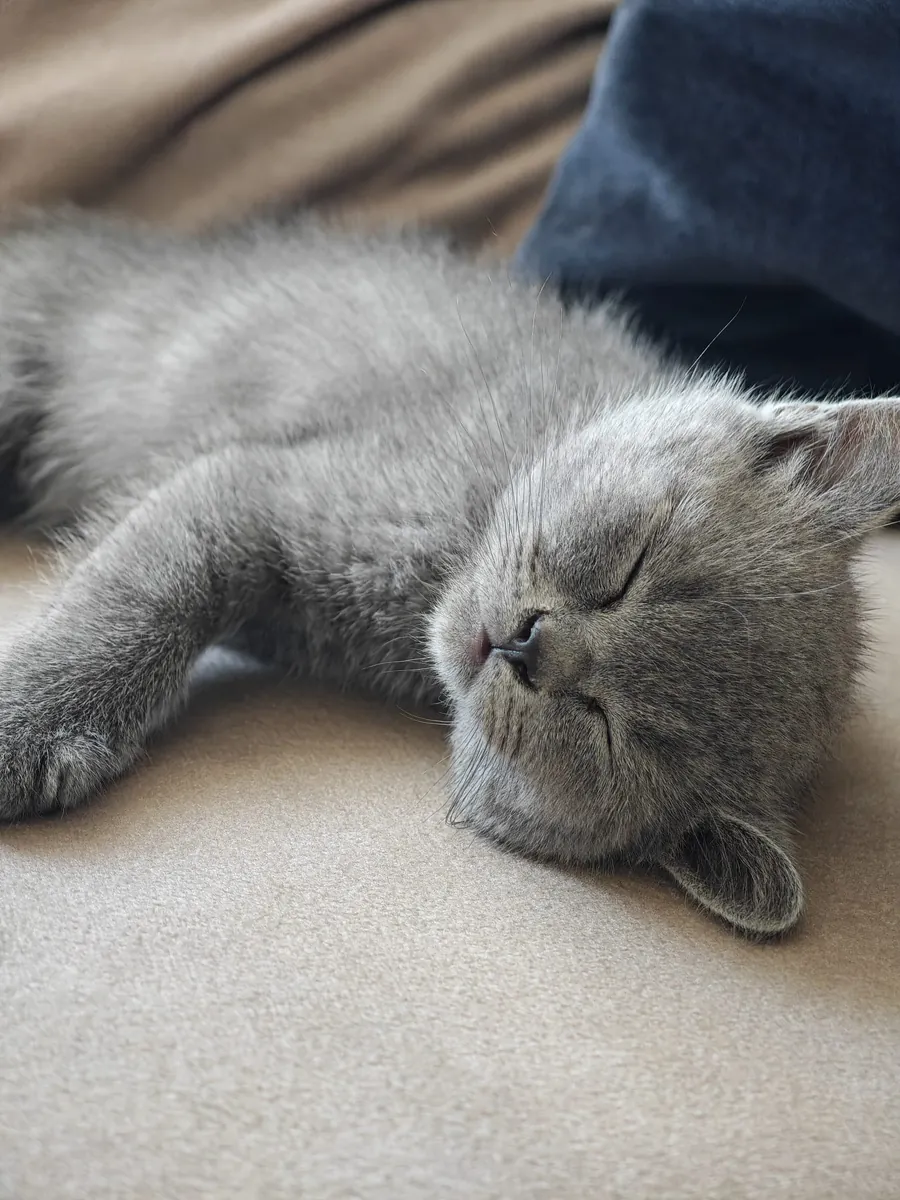 Cute British Shorthair Kitten