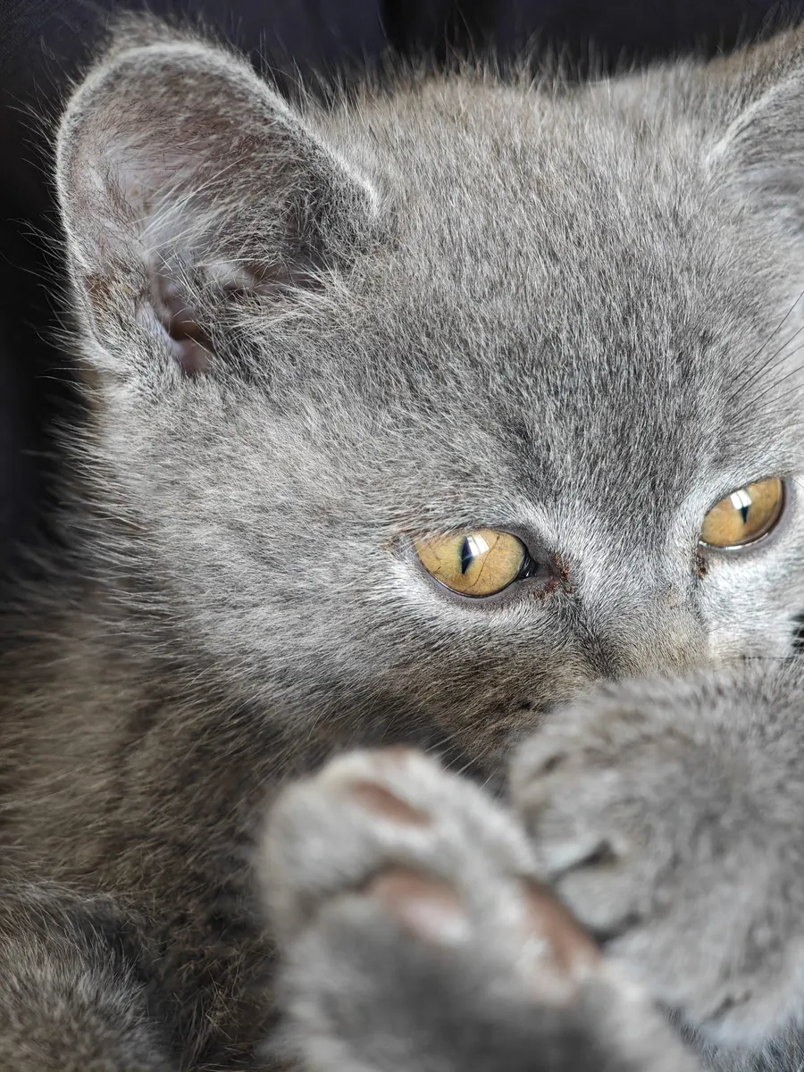 Cute British Shorthair Kitten
