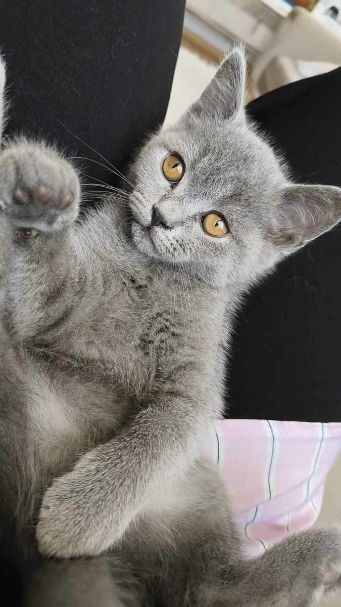 Cute British Shorthair Kitten
