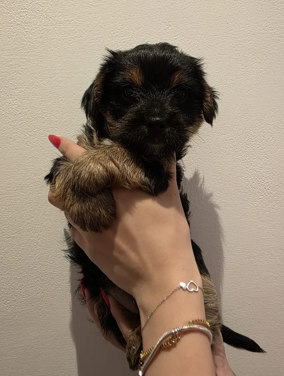 Hermosos cachorros de Yorkshire Terrier listos para su nuevo hogar