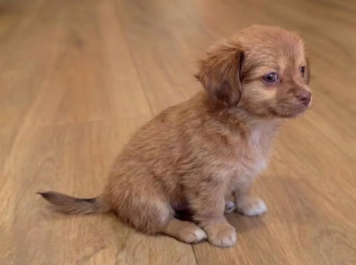 Chihuahua Boy - Ready for loving home
