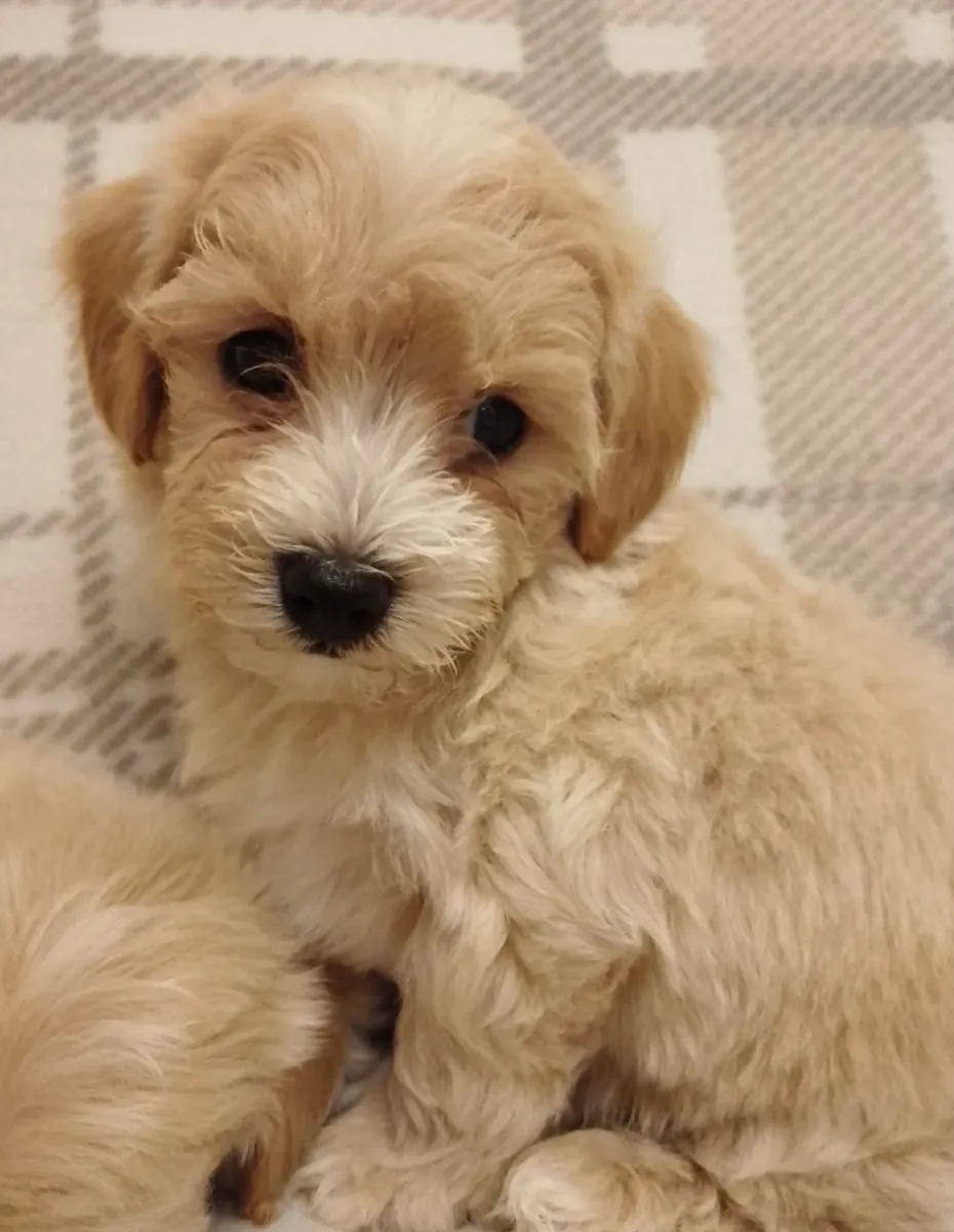 Nuestros bebés Multipoo