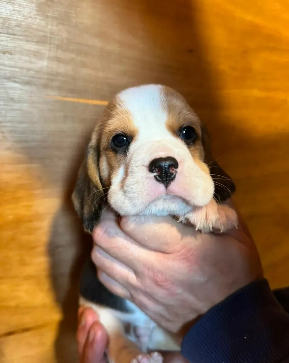 Beagle KC REGISTERED Puppy Available