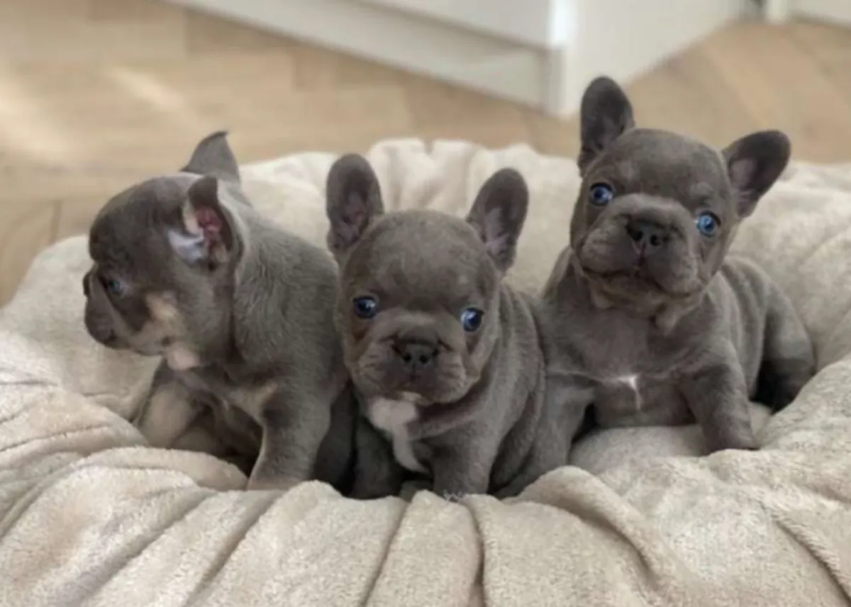 kaliteli AKC kayıtlı mavi Fransız bulldog yavruları