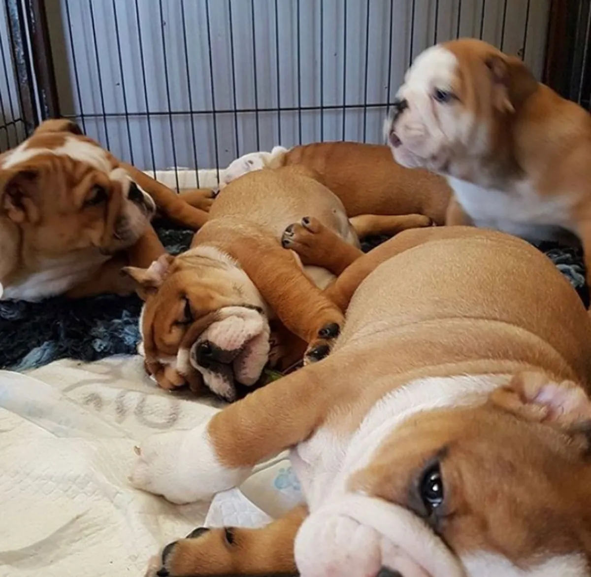 stunning litter Huu clear quality bulldog puppies