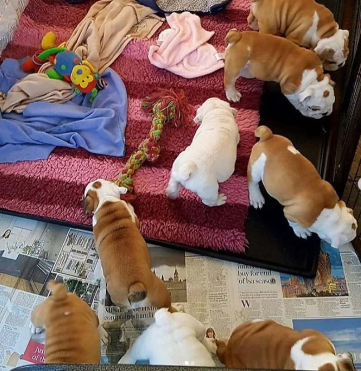 stunning litter Huu clear quality bulldog puppies