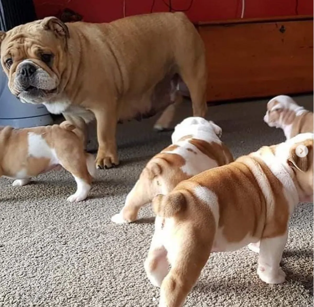 stunning litter Huu clear quality bulldog puppies