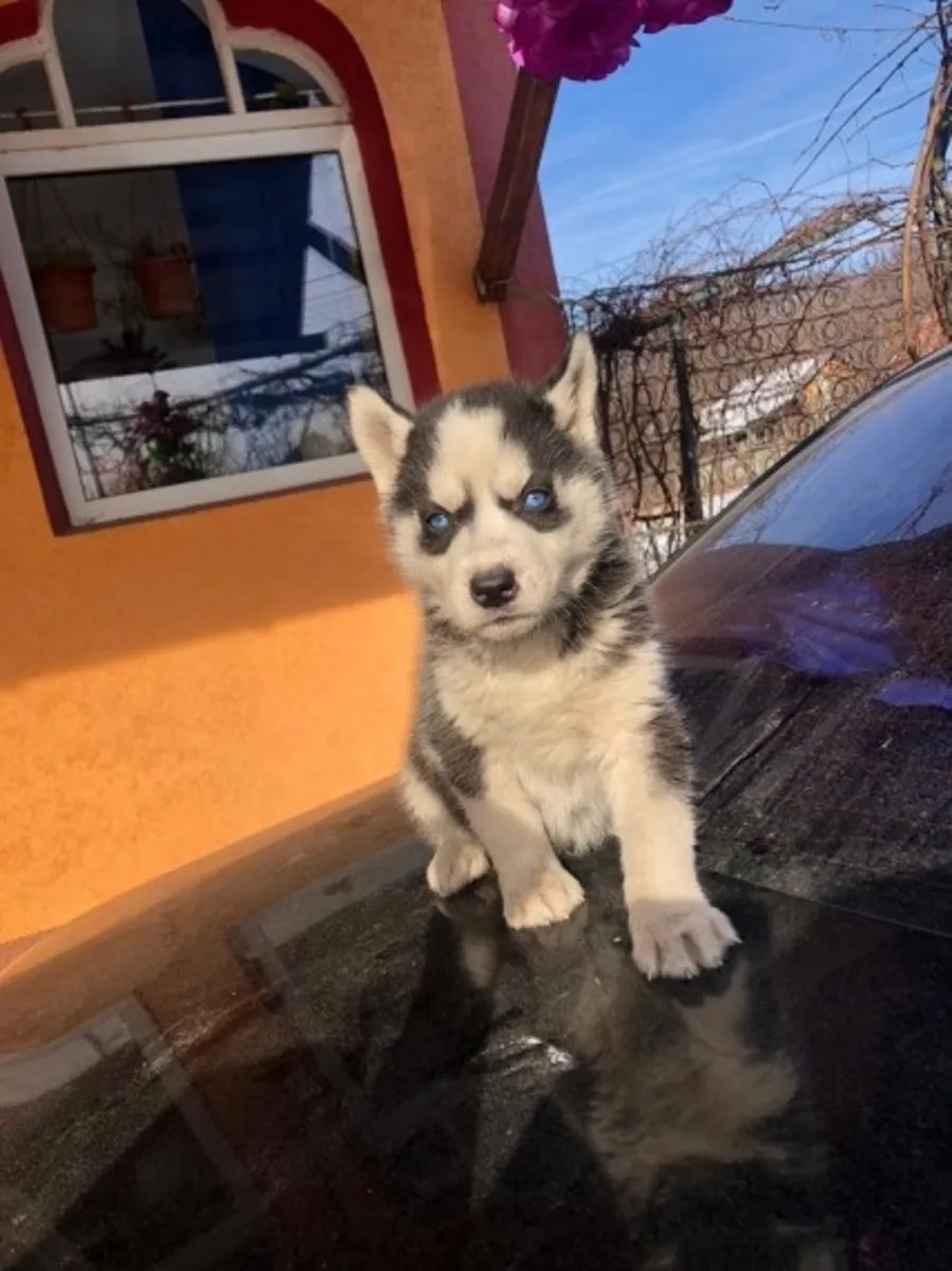 akc registered siberian husky puppies