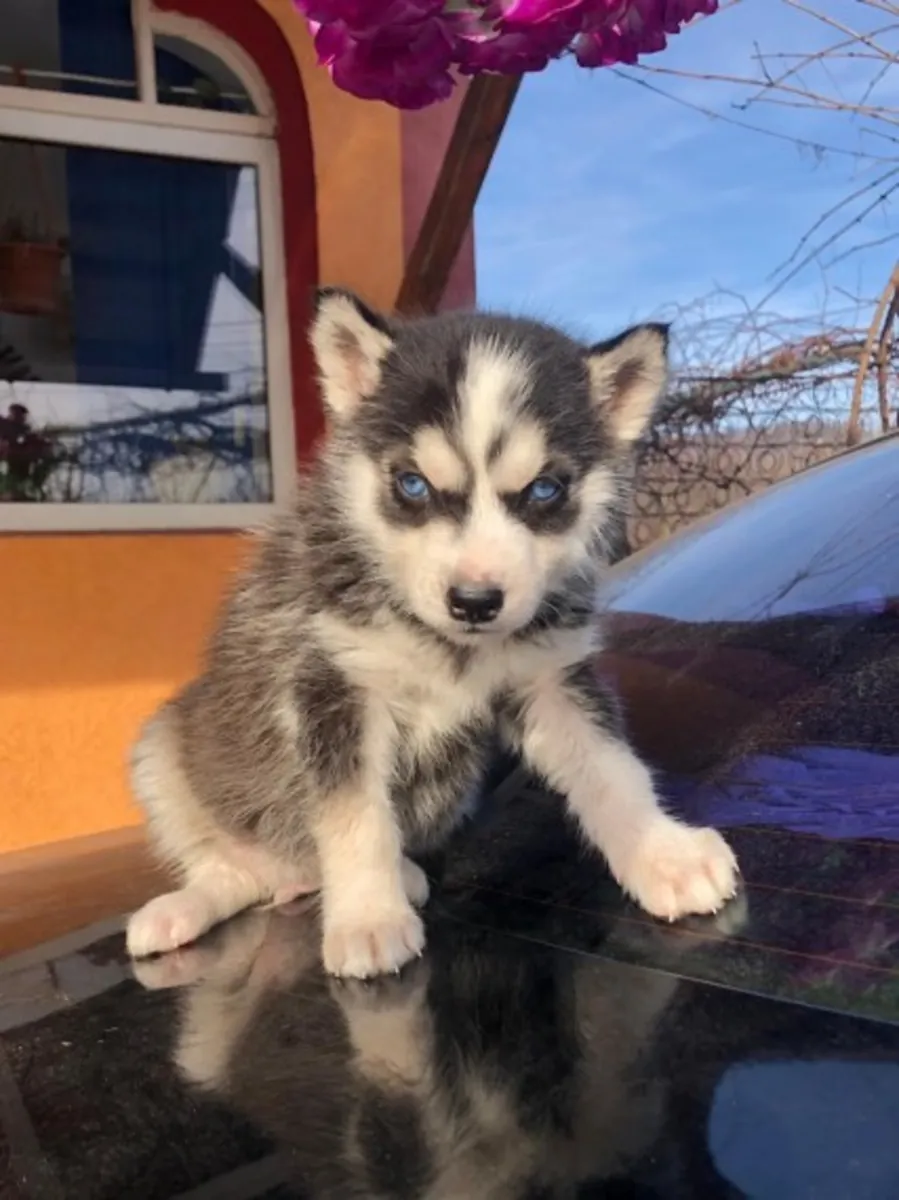 akc registered siberian husky puppies