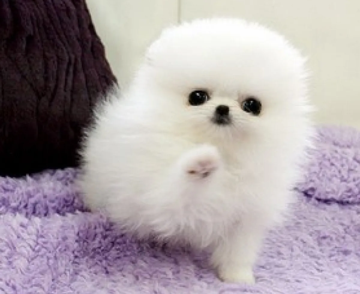 Cachorros Pomeranias