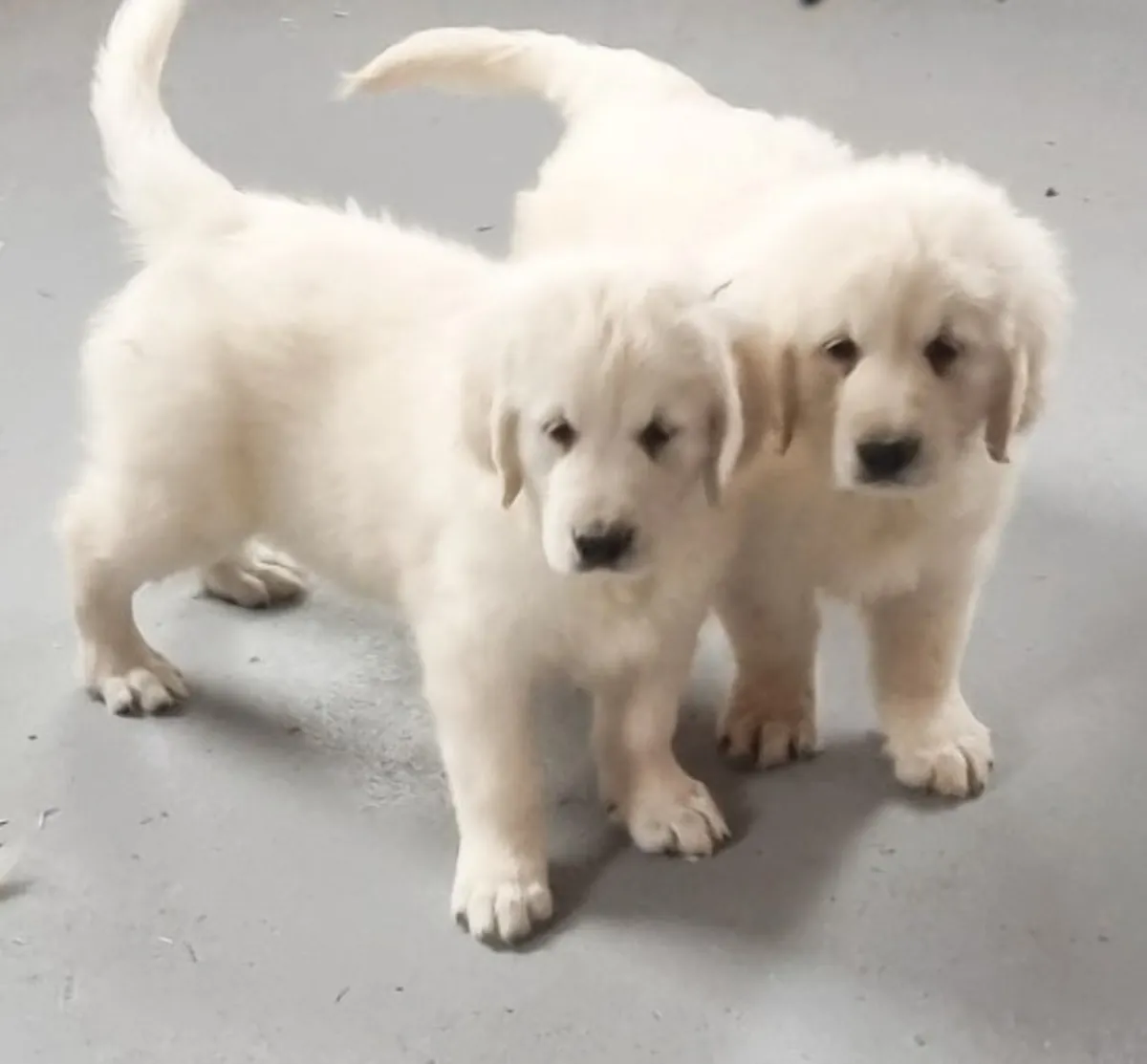 Adorable chiot Golden Retriever à adopter