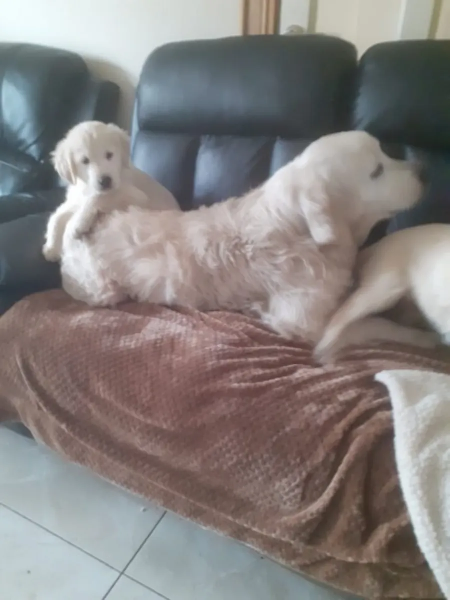 Adorable chiot Golden Retriever à adopter