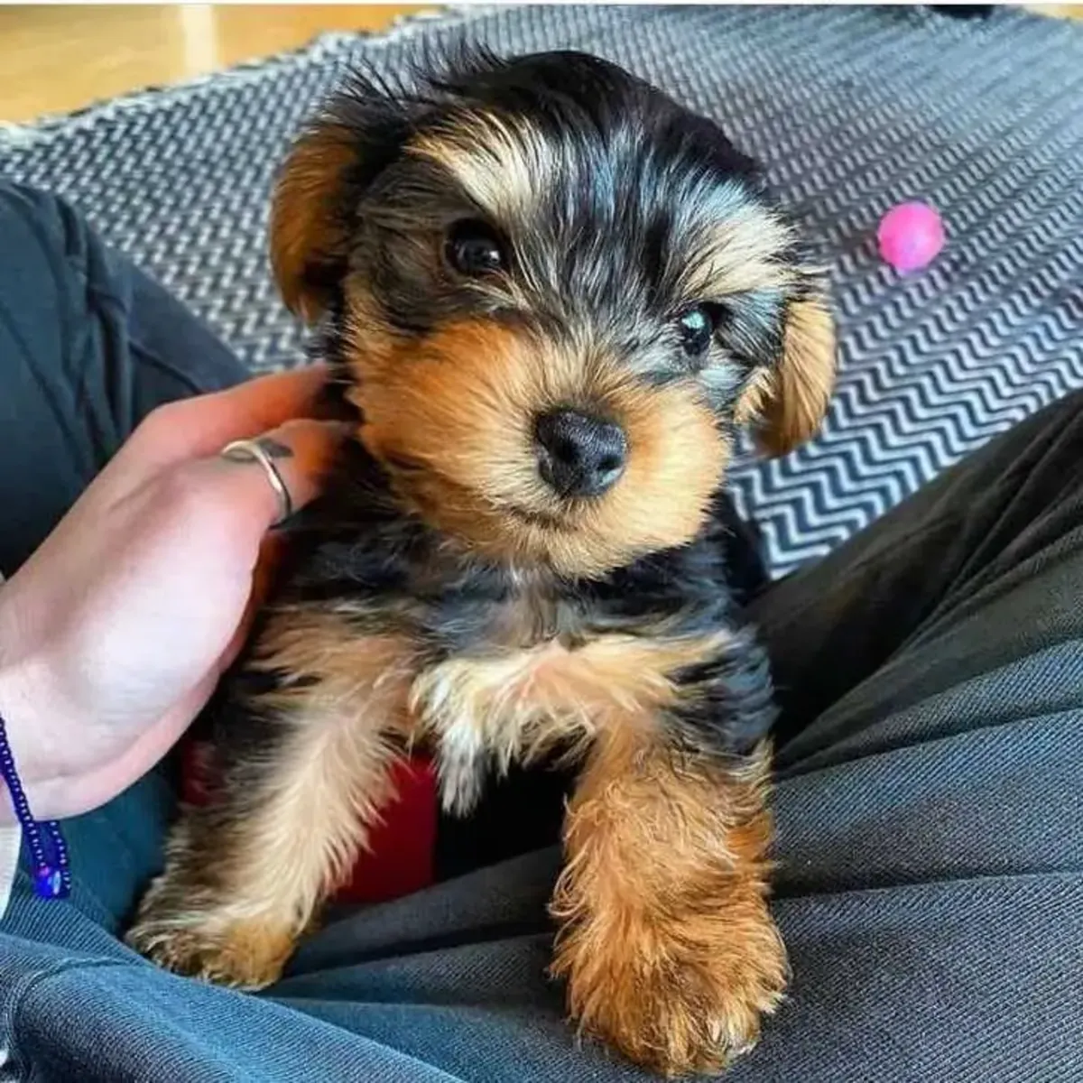 Yorkie Puppies For Adoption