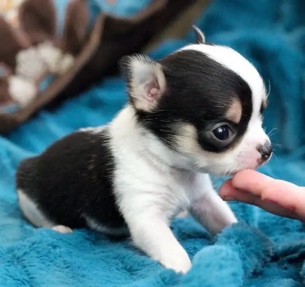 cachorros de chihuahua para reubicación y adopción
